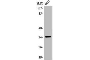 Western Blot analysis of COS7 cells using Olfactory receptor 13C4 Polyclonal Antibody (OR13C4 抗体  (Internal Region))