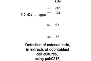 Image no. 2 for anti-Osteomodulin (OMD) (N-Term) antibody (ABIN347103) (Osteomodulin 抗体  (N-Term))