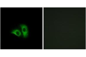 Immunofluorescence (IF) image for anti-Olfactory Receptor, Family 10, Subfamily X, Member 1 (OR10X1) (AA 216-265) antibody (ABIN1536073)