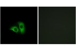 Immunofluorescence analysis of A549 cells, using OR10X1 Antibody. (OR10X1 抗体  (AA 216-265))