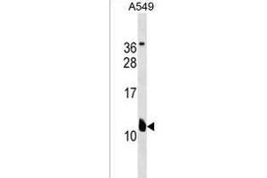 KCNE2 Antibody (C-term) (ABIN1537598 and ABIN2838269) western blot analysis in A549 cell line lysates (35 μg/lane). (KCNE2 抗体  (C-Term))