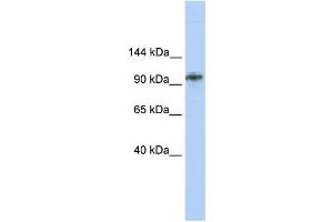Western Blotting (WB) image for anti-Bobby Sox Homolog (BBX) antibody (ABIN2458006) (BBX 抗体)