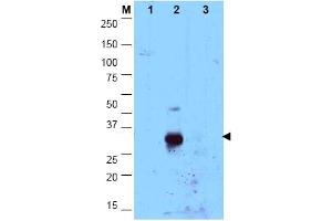 Image no. 1 for anti-CCAAT/enhancer Binding Protein (C/EBP), delta (CEBPD) (N-Term) antibody (ABIN1106666) (CEBPD 抗体  (N-Term))
