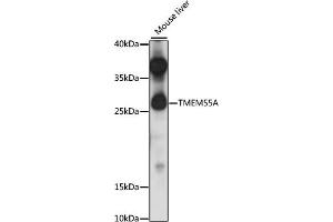 Western blot analysis of extracts of mouse liver, using TMEM55A antibody (ABIN7270967) at 1:1000 dilution. (TMEM55A 抗体  (AA 130-195))