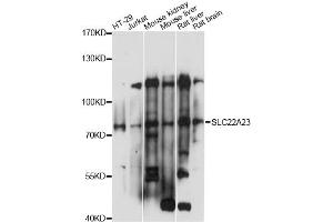 Western blot analysis of extracts of various cell lines, using SLC22A23 antibody (ABIN6292277) at 1:1000 dilution. (SLC22A23 抗体)