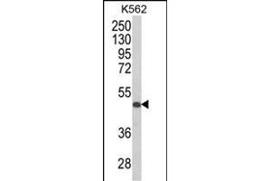 Western blot analysis of KIR3DS1 Antibody (C-term) (ABIN652617 and ABIN2842412) in K562 cell line lysates (35 μg/lane). (KIR3DS1 抗体  (C-Term))