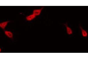 ABIN6267469 staining RAW264. (CDC25C 抗体  (pSer216))