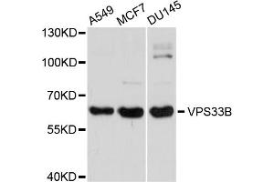 Western blot analysis of extracts of various cell lines, using VPS33B antibody. (VPS33B 抗体)