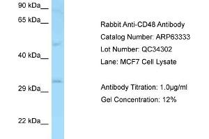 Western Blotting (WB) image for anti-CD48 (CD48) (N-Term) antibody (ABIN2789452) (CD48 抗体  (N-Term))