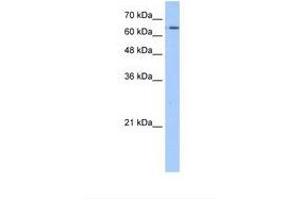 Image no. 1 for anti-Solute Carrier Family 22 (Organic Cation Transporter), Member 11 (SLC22A11) (N-Term) antibody (ABIN320847)