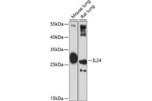 Western blot analysis of extracts of various cell lines, using IL24 antibody (ABIN6128082, ABIN6142368, ABIN6142369 and ABIN6219012) at 1:3000 dilution. (IL-24 抗体  (AA 52-140))