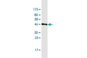 Western Blot detection against Immunogen (43. (GTSF1L 抗体  (AA 1-148))