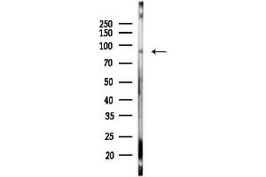 Western blot analysis of lysates from 293 cells, using Phospho-RSK1 p90 (Thr359/Ser363) Antibody at 1/1000 dilution.
