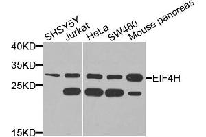 Western blot analysis of extracts of various cells, using EIF4H antibody. (EIF4H 抗体)
