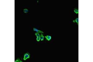 Immunofluorescent analysis of Hela cells using ABIN7154818 at dilution of 1:100 and Alexa Fluor 488-congugated AffiniPure Goat Anti-Rabbit IgG(H+L) (HDHD2 抗体  (AA 97-249))