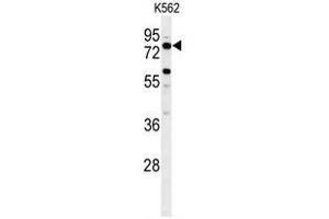Western blot analysis of ACBG2 Antibody (Center) in K562 cell line lysates (35ug/lane). (ACSBG2 抗体  (Middle Region))