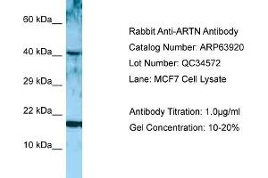 Western Blotting (WB) image for anti-Artemin (ARTN) (Middle Region) antibody (ABIN2789666) (ARTN 抗体  (Middle Region))