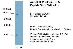 Western Blotting (WB) image for anti-GLI Family Zinc Finger 2 (GLI2) (Middle Region) antibody (ABIN2777474)