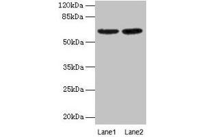 Western Blot All lanes: NELFB antibody at 2 μg/mL Lane 1: NIH/3T3 whole cell lysate Lane 2: HL60 whole cell lysate Secondary Goat polyclonal to rabbit IgG at 1/15000 dilution Predicted band size: 66 kDa Observed band size: 66 kDa (COBRA1 抗体  (AA 8-199))