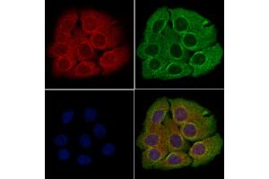 ABIN6260361 and ABIN6266793 staining Hela cells by IF/ICC. (C1orf57 抗体  (C-Term))