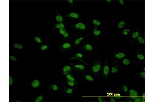 Immunofluorescence (IF) image for anti-Cytidine Monophosphate N-Acetylneuraminic Acid Synthetase (CMAS) (AA 164-263) antibody (ABIN565956)