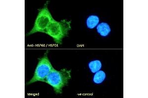 (ABIN5539538) Immunofluorescence analysis of paraformaldehyde fixed A431 cells, permeabilized with 0. (HSPD1 抗体  (AA 333-344))