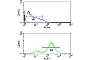 EIF4E antibody flow cytometric analysis of HL-60 cells (bottom histogram) compared to a negative control (top histogram). (EIF4E 抗体)