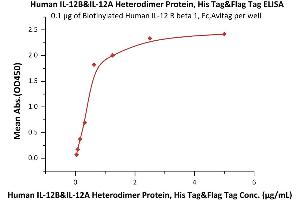 ELISA image for Interleukin 12 (IL12) (AA 23-328) (Active) protein (His tag,DYKDDDDK Tag) (ABIN2181328)