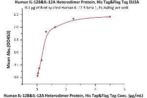 Immobilized Biotinylated Human IL-12 R beta 1, Fc,Avitag (ABIN6731329,ABIN6809867) at 1 μg/mL (100 μL/well) on Streptavidin  precoated (0.