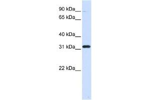 EEF1B2 antibody used at 1 ug/ml to detect target protein. (EEF1B2 抗体  (Middle Region))