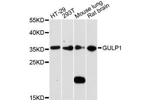 Western blot analysis of extracts of various cell lines, using GULP1 antibody (ABIN5971783) at 1:3000 dilution. (GULP1 抗体)