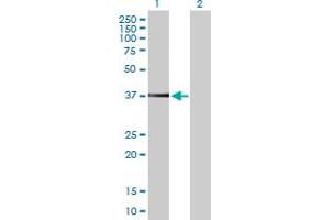 Western Blot analysis of PEX19 expression in transfected 293T cell line by PEX19 MaxPab polyclonal antibody. (PEX19 抗体  (AA 1-299))