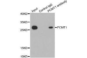 Immunoprecipitation analysis of 200ug extracts of HepG2 cells using 1ug PCMT1 antibody. (PCMT1 抗体)