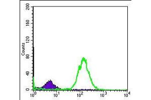 Flow cytometric analysis of Hela cells using BID mouse mAb (green) and negative control (purple). (BID 抗体)