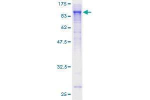 SHC4 Protein (AA 1-630) (GST tag)