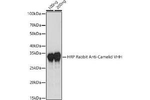 Western blot analysis of extracts of various cell lines, using HRP Rabbit Anti-Camelid VHH Antibody antibody (ABIN3014998, ABIN3014999, ABIN3015000 and ABIN1680416) at 1:1000 dilution. (兔 anti-Camel IgG Antibody (HRP))