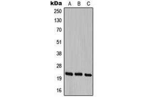 Western blot analysis of Cerebellin 1 expression in HEK293T (A), SP2/0 (B), PC12 (C) whole cell lysates. (CBLN1 抗体  (C-Term))
