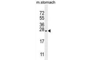 Western Blotting (WB) image for anti-Prostate Stem Cell Antigen (PSCA) antibody (ABIN2997805) (PSCA 抗体)