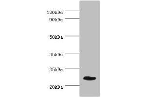 Western blot All lanes: GFER antibody at 3 μg/mL + Mouse liver tissue Secondary Goat polyclonal to rabbit IgG at 1/10000 dilution Predicted band size: 24, 16 kDa Observed band size: 24 kDa (GFER 抗体  (AA 81-205))