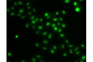 Immunofluorescence analysis of U2OS cells using HIRIP3 antibody. (HIRIP3 抗体)