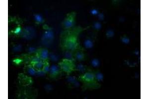 Anti-PDE2A mouse monoclonal antibody (ABIN2454178) immunofluorescent staining of COS7 cells transiently transfected by pCMV6-ENTRY PDE2A (RC207219). (PDE2A 抗体)