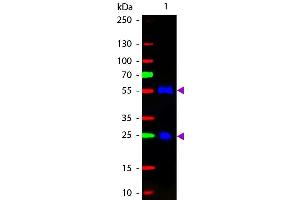 Western blot of Fluorescein conjugated Rabbit F(ab’)2 Anti-Goat IgG Pre-Adsorbed secondary antibody.
