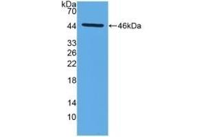 Detection of Recombinant MMP14, Mouse using Polyclonal Antibody to Matrix Metalloproteinase 14 (MMP14) (MMP14 抗体  (AA 121-487))