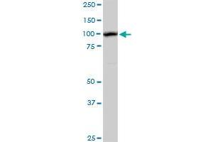 AHI1 MaxPab rabbit polyclonal antibody. (AHI1 抗体  (AA 1-609))