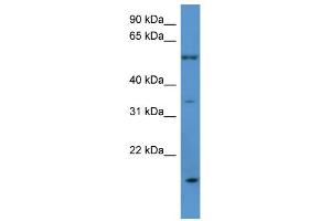 Western Blotting (WB) image for anti-Olfactory Receptor, Family 2, Subfamily J, Member 2 (OR2J2) (C-Term) antibody (ABIN2788183)