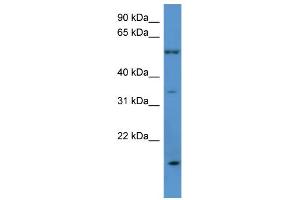 WB Suggested Anti-OR2J2 Antibody Titration: 0. (OR2J2 抗体  (C-Term))