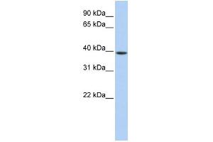 Western Blotting (WB) image for anti-Guanine Nucleotide Binding Protein (G Protein), alpha Activating Activity Polypeptide O (GNAO1) (Middle Region) antibody (ABIN2786202)