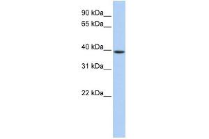 WB Suggested Anti-GNAO1 Antibody Titration: 0. (GNAO1 抗体  (Middle Region))