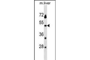 KLKBL4 Antibody (C-term) (ABIN1537167 and ABIN2838281) western blot analysis in mouse liver tissue lysates (35 μg/lane). (PRSS54 抗体  (C-Term))
