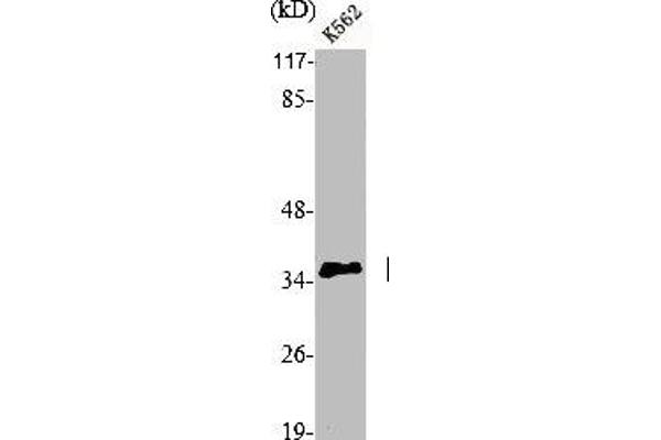 CDK5R1 抗体  (N-Term)
